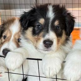 Jingle Belle - Black white and tan female Collie puppy in Richmond, Kentucky from Puppy Dog City