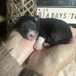 Black widow - Black tri-color female Australian Shepherd puppy in Hemet, California from Perfect Companion Aussie's