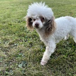 Randy - Poodle