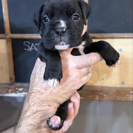 Maverick - Brindle male Boxer puppy in Rochester, Washington from Holly's Boxers of Rochester