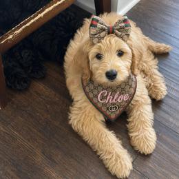 Pink - Cream female Goldendoodle puppy in Aurora, Illinois from Chicago Goldendoodles