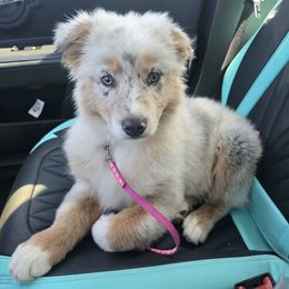 Lainey - Australian Shepherd