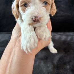 Peach - Red and white female Cockapoo puppy in Adrian, Oregon from ApplebyFarm