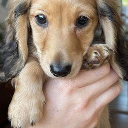 Dachshund Puppies from STORIED DOXIES