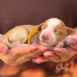 Chai - Caramel red female Australian Labradoodle puppy in Morgan Hill, California from Loving Labradoodles