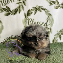 HOLD AKC POP - Blue merle male Pomeranian puppy in Watkins Glen, New York from Wicked Spirits Pomeranians