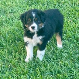 Onyx - Black tri female Miniature Australian Shepherd puppy in California from Eagle River Aussies