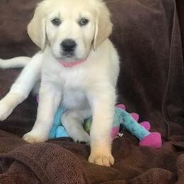 Golden Retriever Puppies from The Golden Court