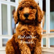 Red - Red female Double Doodle puppy in Bakersfield, California from Honey Bee Doodles
