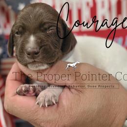 Courage - male German Shorthaired Pointer puppy in Six Mile, South Carolina from The Proper Pointer Co.