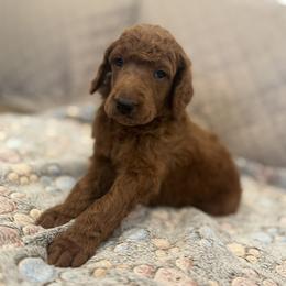 Green collar boy - Apricot male Poodle puppy in Riverside, California from Riverside red poodles