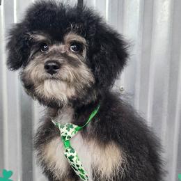 Frankenstein - Phantom male Poodle puppy in Payson, Utah from All Around Royalty & Royal Whisper Companions