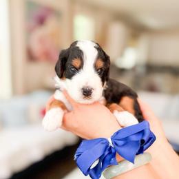 Luigi-Super Mario - Tri-color male Bernedoodle puppy in Ontario, California from Teddy Doodles & Standard Poodles