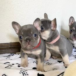 Red Collar Girl - Tricolors female French Bulldog puppy in Selma, Oregon from Pnwfrenchbulldogs
