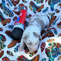 Dolly - Lilac merle female Border Collie puppy in Richland Hills, Texas from Bordercollieblues