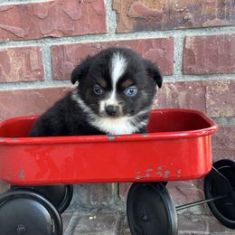 BTF - Black tri female Toy Australian Shepherd puppy in Lexington, Nebraska from Osborne's Aussies