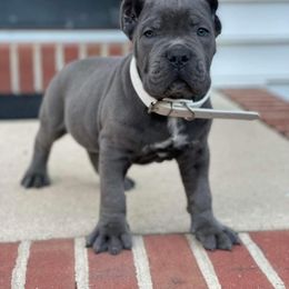 Biewer Terrier, Cane Corso, and Yorkshire Terrier Puppies from Exotic Yorkie Imports & Cessna Cane Corso