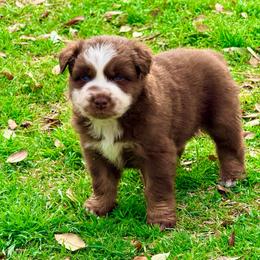 Neptune - Black tri-color male Australian Shepherd puppy in Mineral Wells, Texas from A6 Australian Shepards
