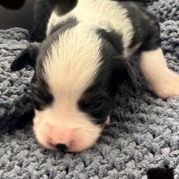 DELILAHROSE - Black & white female Miniature Australian Shepherd puppy in California from Elsa’s lil Wiggle Butts