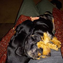 Dachshund Puppies from White River Valley Kennel