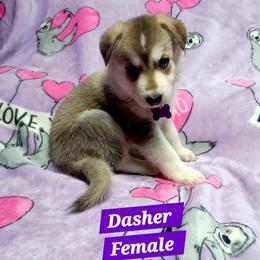 Dasher (Purple) - Sable female German Shepherd puppy in Bedias, Texas from TiPi S Ranch's German Shepherds
