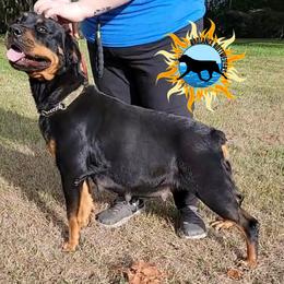Nami - Rottweiler