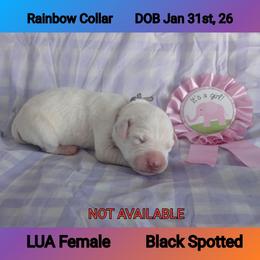 LUA BLACK SPOT GIRL - White and black female Dalmatian puppy in Perry, Michigan from Mid-Michigan Dalmatians