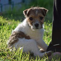 Ella - Tan and white female Jack Russell Terrier puppy in Menifee, California from Wendover Terriers