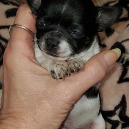 Boy 2 - Black and white male Chihuahua puppy in Oklahoma City, Oklahoma from Teacup Chihuahuas and Friends