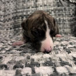Pumpkin - Fawn brindle female Whippet puppy in Fort Myers, Florida from Rainbow Whippets