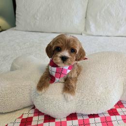 Lorelai - 1 lbs 7 oz - Red  female Goldendoodle puppy in Floyd, Virginia from Hearts and Paws Poodles and Doodles