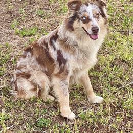 Sassy - Miniature Australian Shepherd