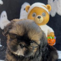 Garcia - Red male Shih Tzu puppy in Kingsville, Texas from Altas Palmas Shih Tzu