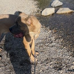 Maverick - Cane Corso