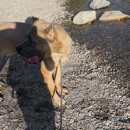 Maverick - Cane Corso