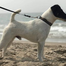 Smooth Fox Terriers from Freedom Kennel