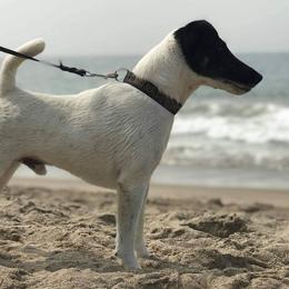 Smooth Fox Terriers from Freedom Kennel