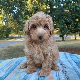 Wendy F1B - Apricot female Aussiedoodle puppy in Oklahoma City, Oklahoma from Foneb Farm - The F1B Farm