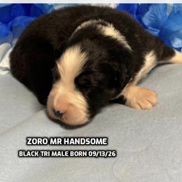 Zoro - Black tri-color male Australian Shepherd puppy in Bethany, Connecticut from Wynter Thyme Manor Australian shepherds
