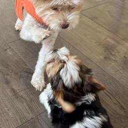 Yorkshire Terrier Puppies from Randy Smith