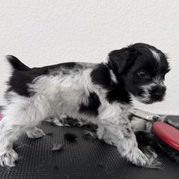 Bella-Girl 1 - Parti female Miniature Schnauzer puppy in Sacramento, California from Valdez Mini Schnauzers