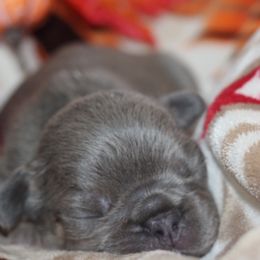 French Bulldogs from Riveras Smokin K-9’s