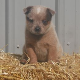 Carrot - Red mottled female Australian Cattle Dog puppy in Buffalo Valley, Tennessee from Buffalo Valley Breeders