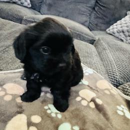 Willow - Black female Shorkie puppy in San Tan Valley, Arizona from Great Mates