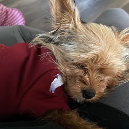 Pomeranian and Yorkshire Terrier Puppies from Mystic Sun Pomeranians