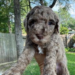 Ham - Merle male Goldendoodle puppy in Montgomery, Texas from Texas Bello Doodles