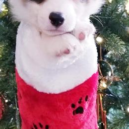 American Corgi and Pembroke Welsh Corgi Puppies from Whimsical Treasure Corgis