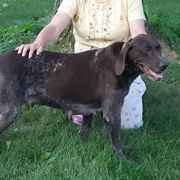 Sadie - German Shorthaired Pointer