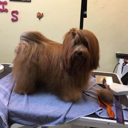 Erros  - Havanese