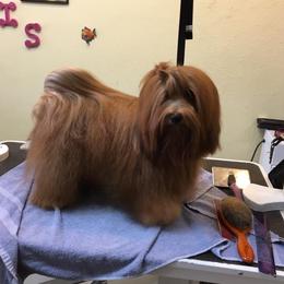 Erros  - Havanese